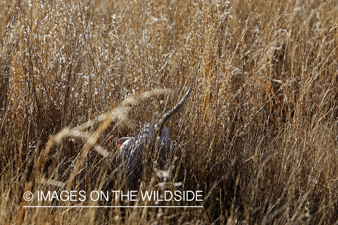 English pointer retrieving bagged bobwhite quail.