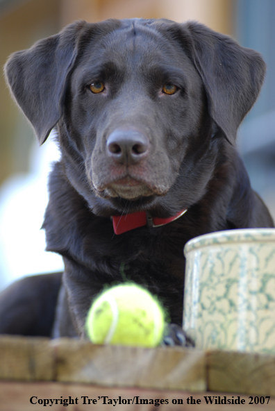 Chocolate Labrador Retriever 