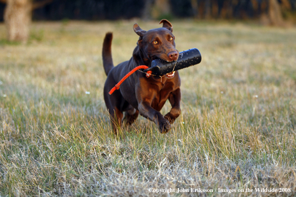 Chocolate Labrador Retriever in field