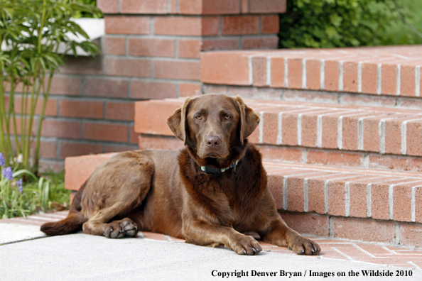 Chocolate Labrador Retriever