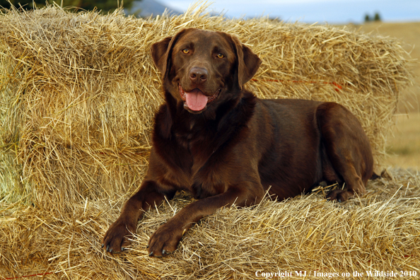 Chocolate Labrador Retriever