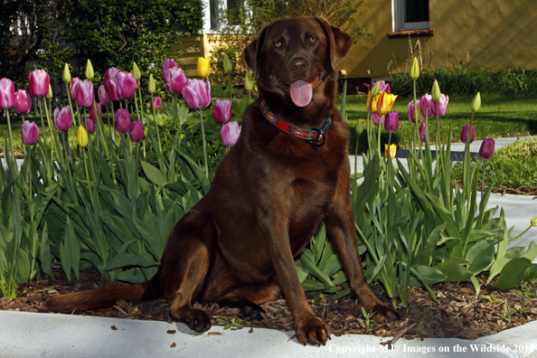 Chocolate Labrador Retriever.