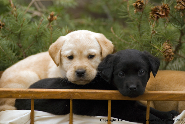 Labrador Puppies