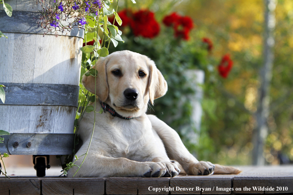 Yellow Labrador Retriever Puppy