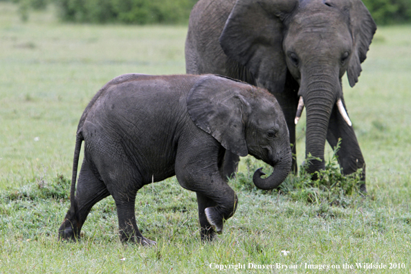 African Elephant (calf with cow)