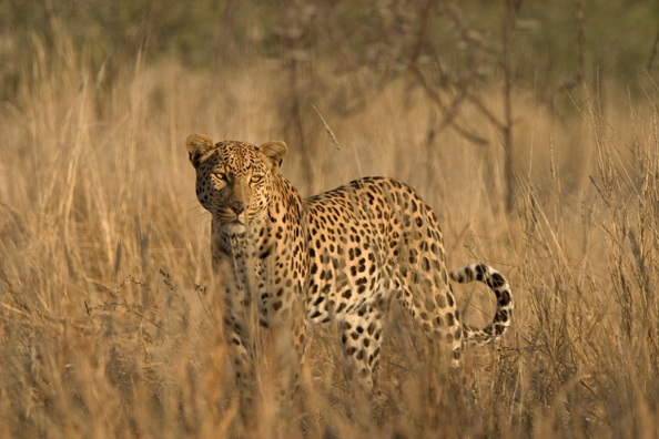 Leopard in habitat. Africa