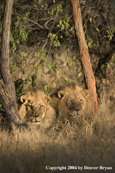 Male African lions in habitat. Africa