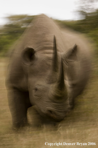 Black rhino in Africa.