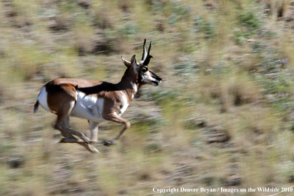 Pronghorned Antelope