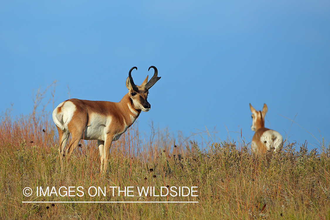 Pronghorn Antelope in habitat.