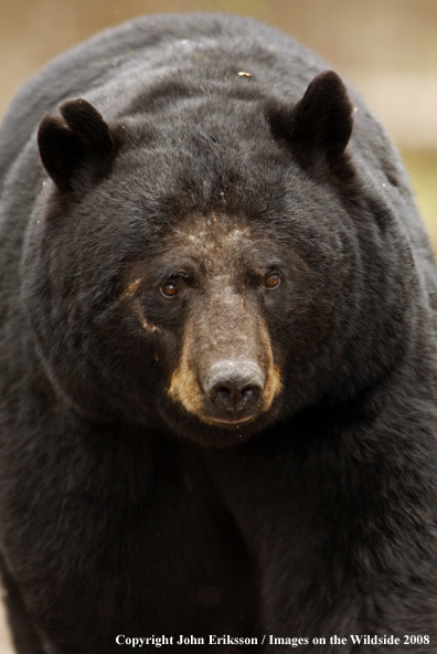 Black Bear in habitat