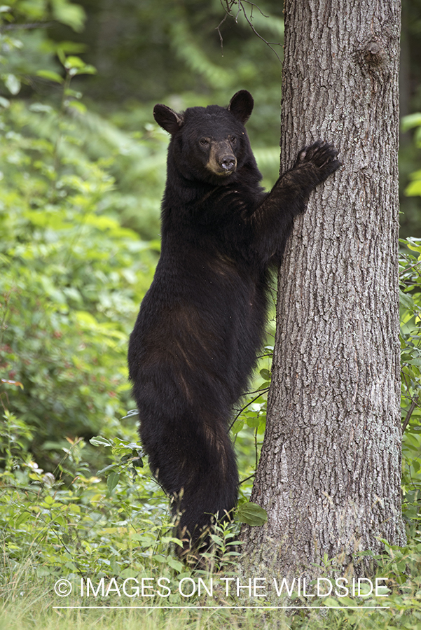 Black Bear in habitat.