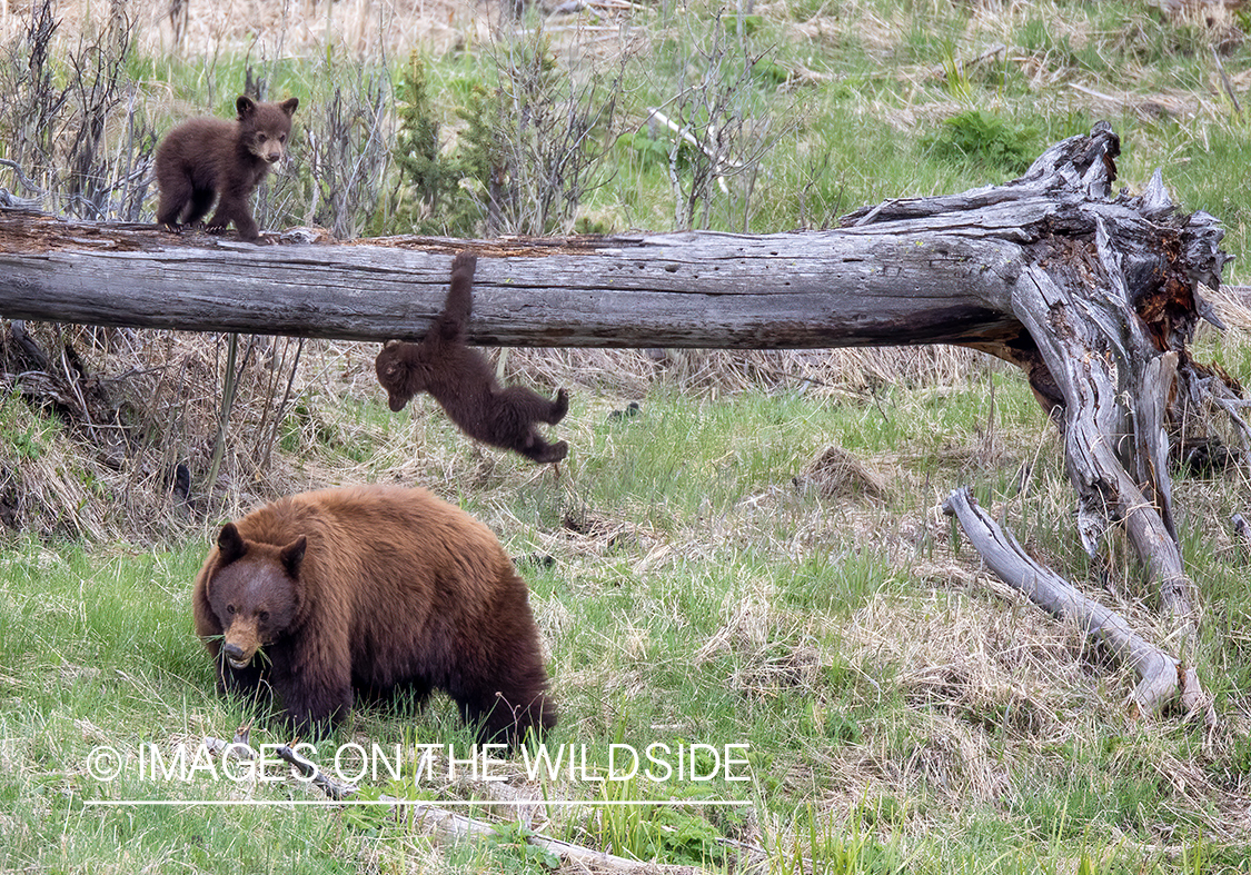 Black bear sow with cubs.