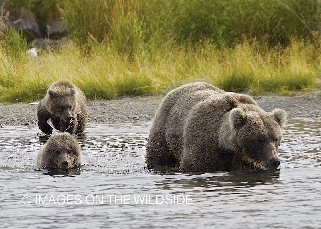 Brown Bear with cubs in habitat.