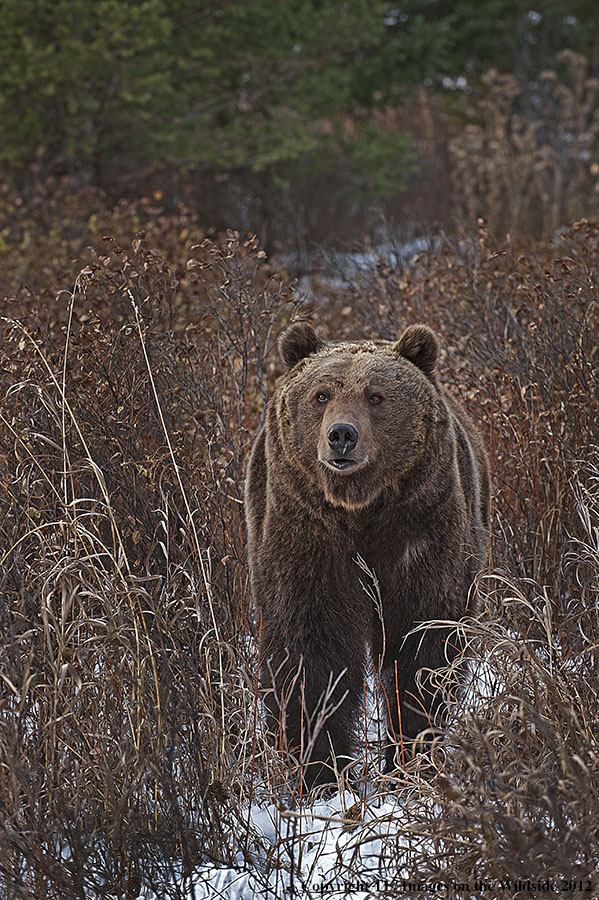 Grizzly Bear in habitat.