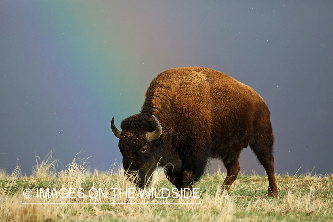 American Bison in habitat with rainbow.