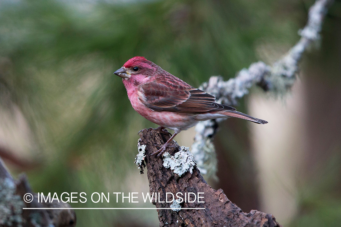 Purple finch in habitat.