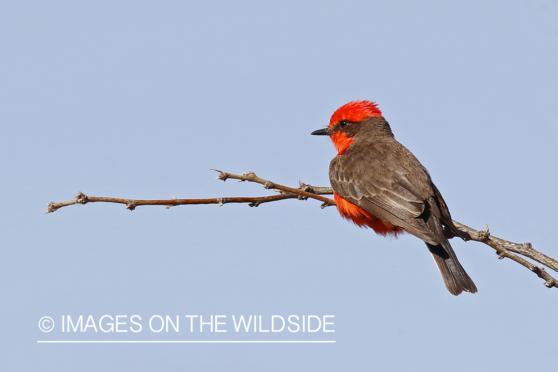 Vermilion Flycatcher perched on branch.