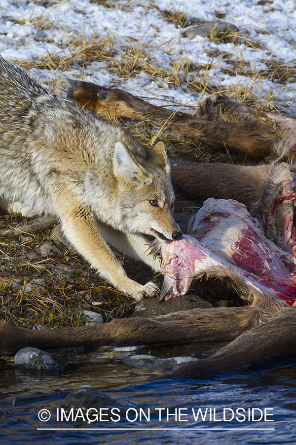 Coyote on elk carcass.