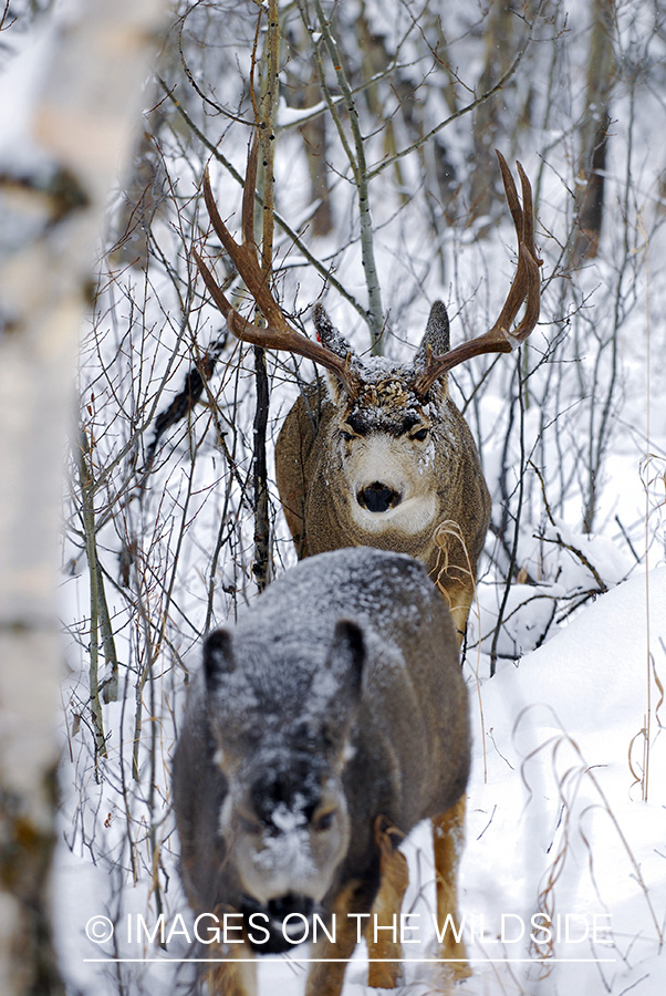 Mule deer 