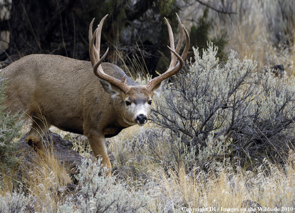 Mule buck in habitat. 