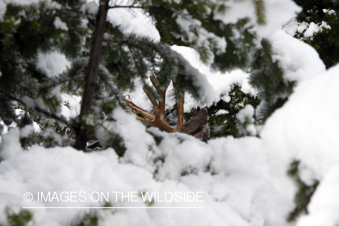 Mule deer buck in heavy cover.