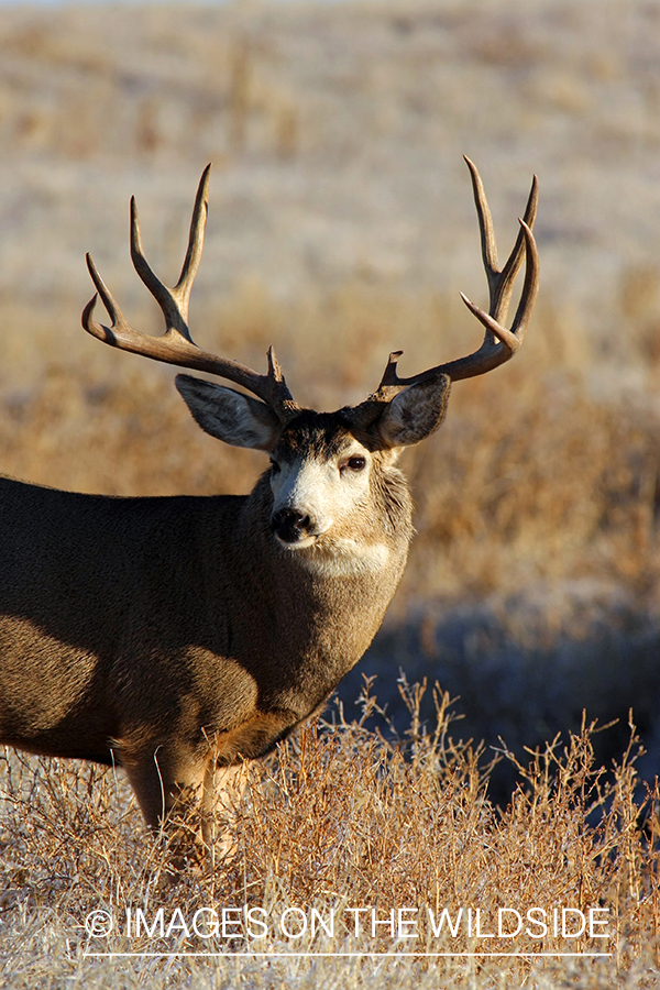 Mule deer buck in habitat. 