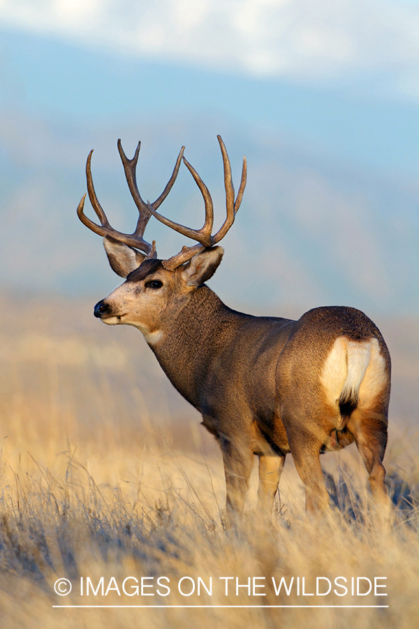 Mule Deer buck in habitat.