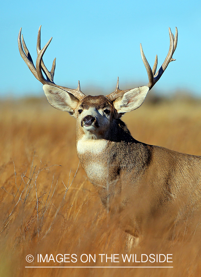 Mule deer buck in field.