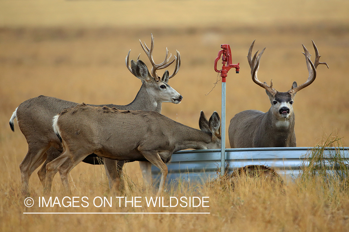 Mule deer drinking from stock tank.