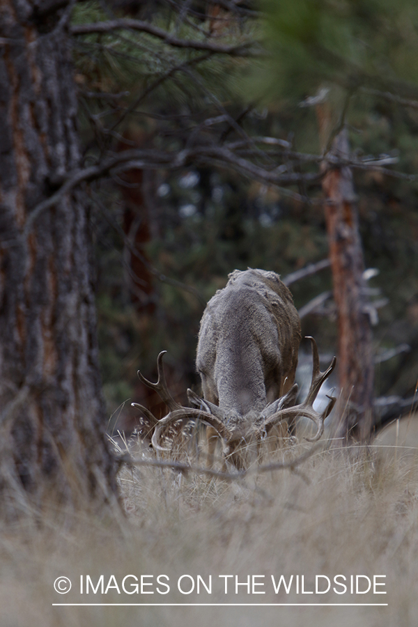 Mule deer buck with head down in field.