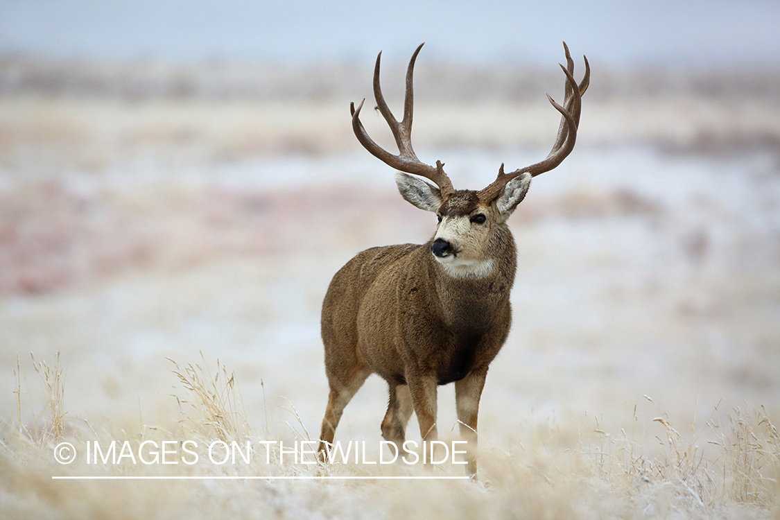 Mule deer buck in winter field.