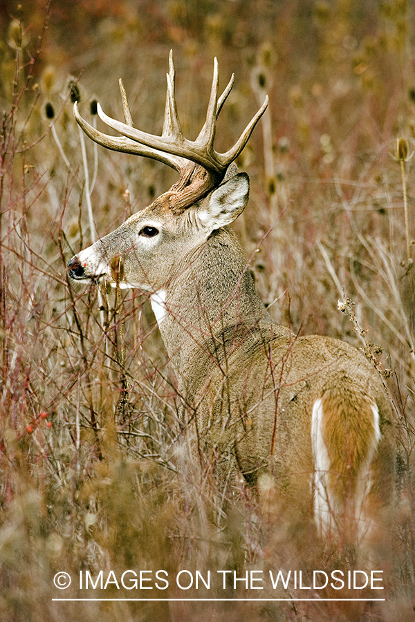 White-tailed buck.