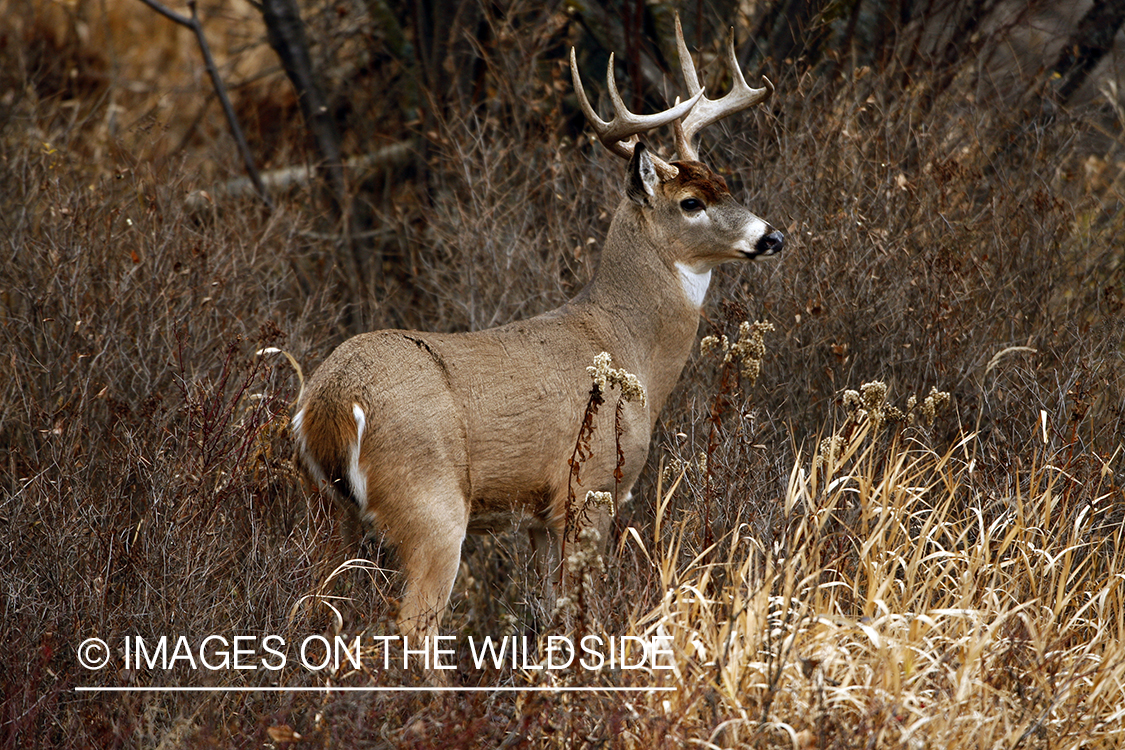 Whitetail Buck