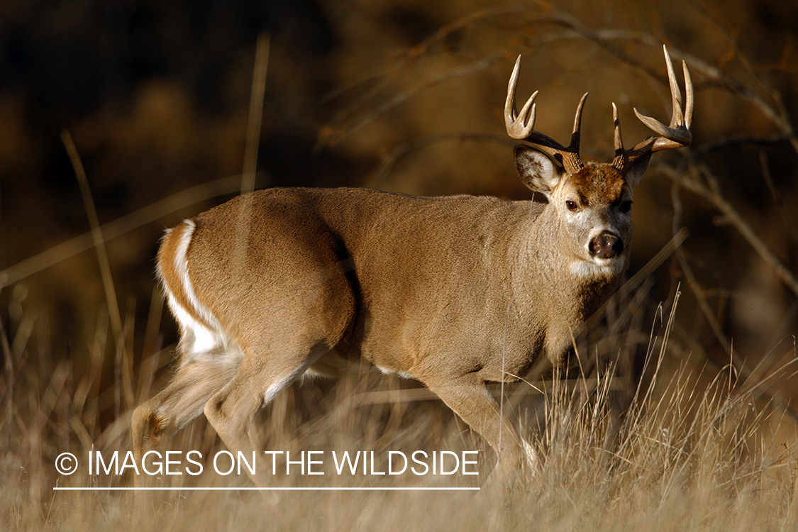 Whitetail Buck in Rut