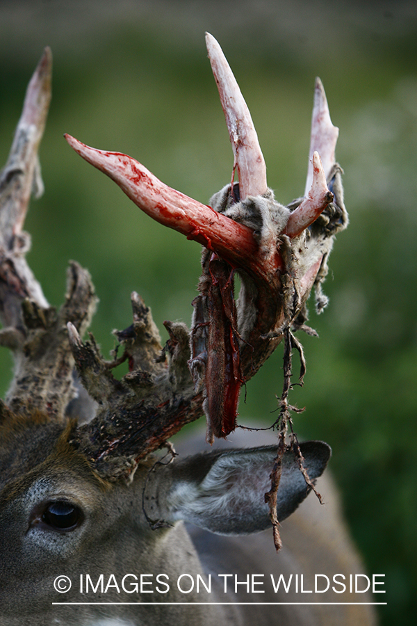 Whitetail buck shedding velvet