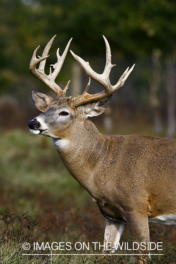 Whitetail buck in habitat