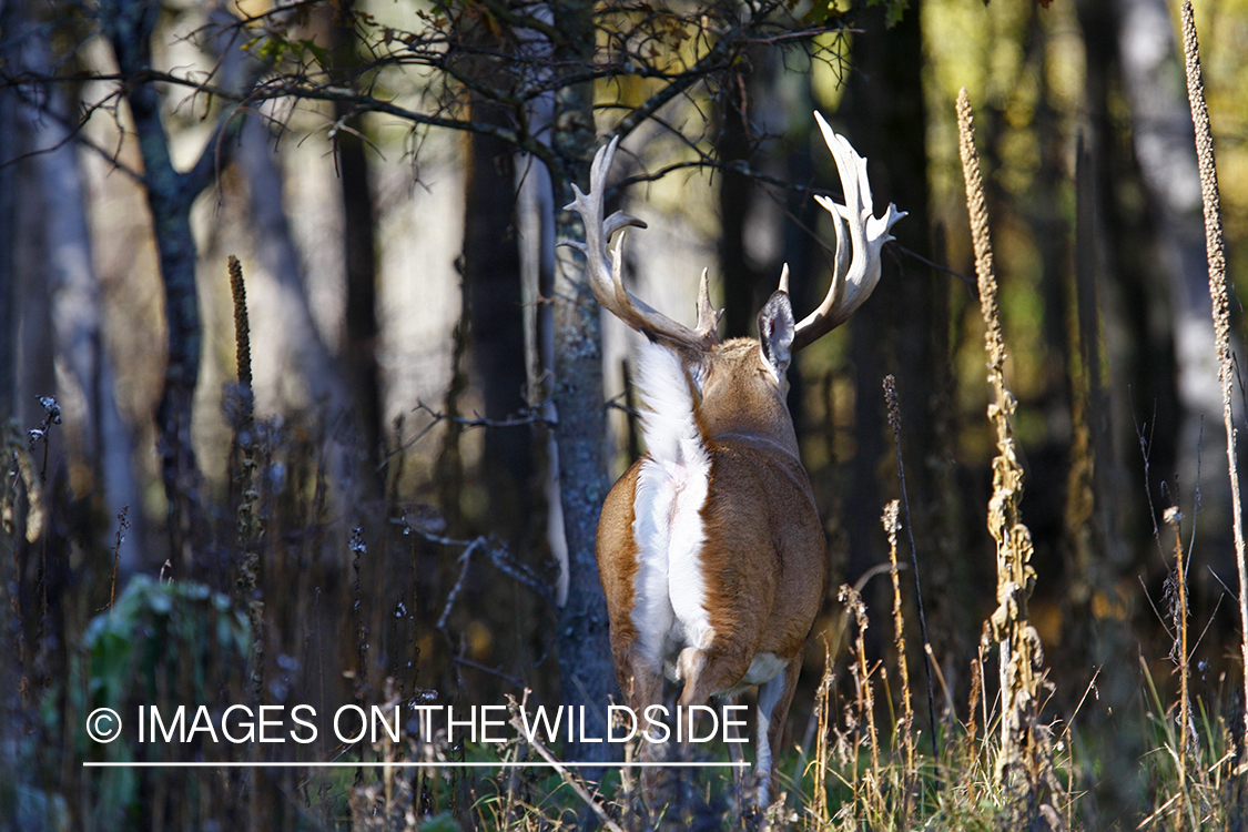 Whitetail buck in habitat