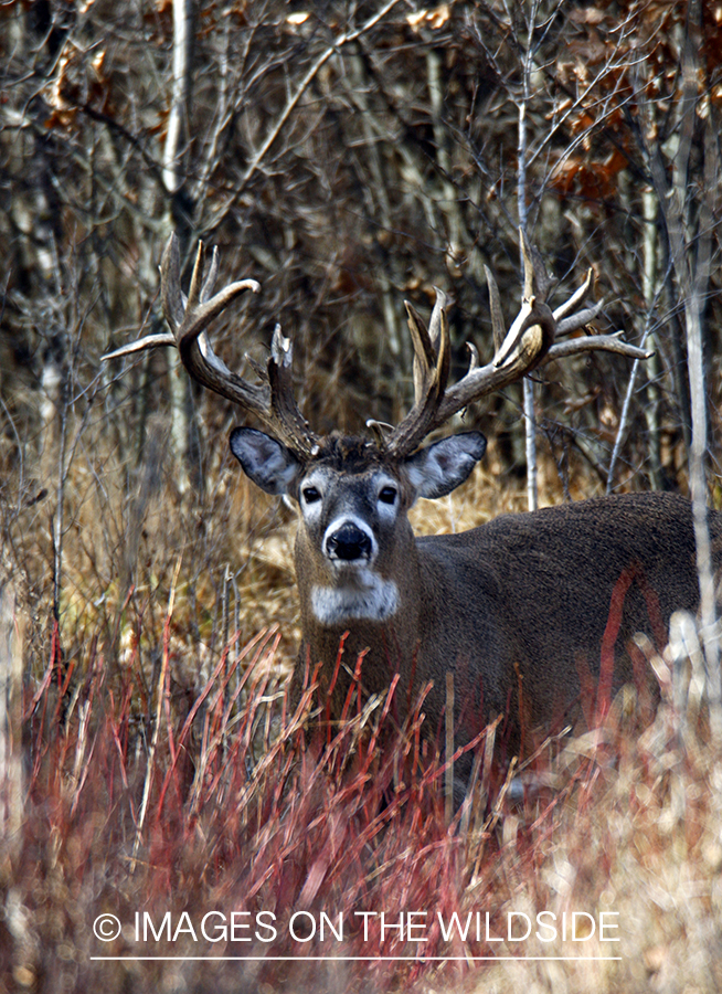 Whitetail buck in habitat.