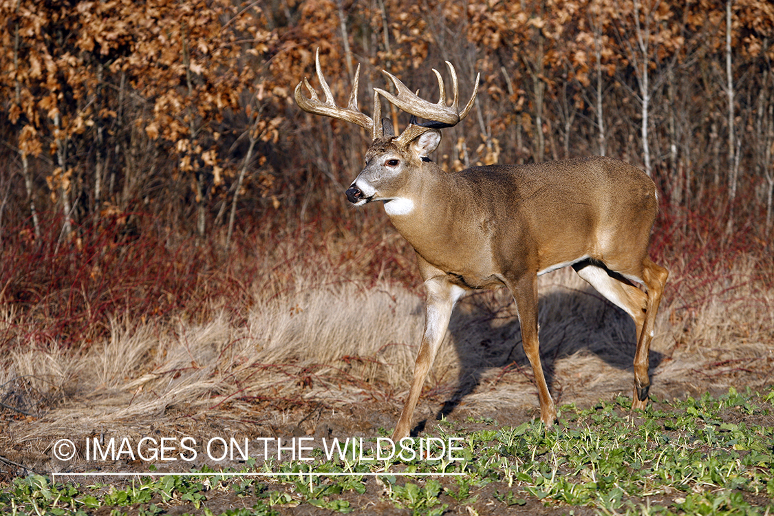 Whitetail buck in habitat.