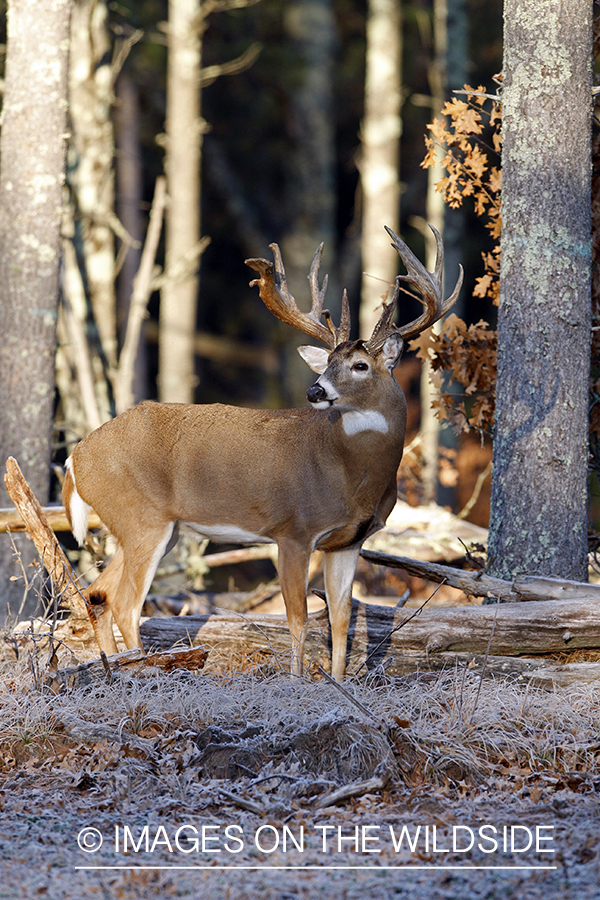 Whitetail buck in habitat.