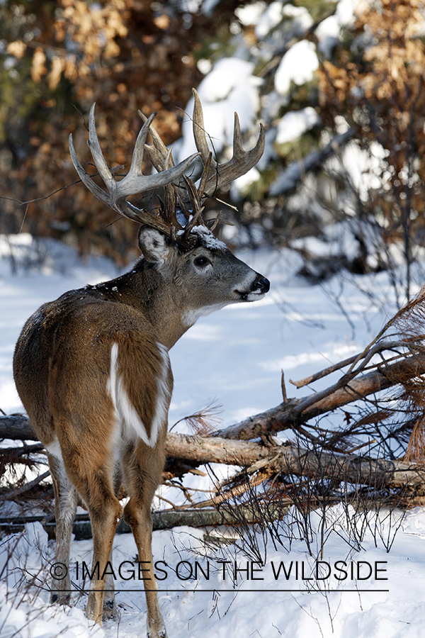 White-tailed buck in habitat.