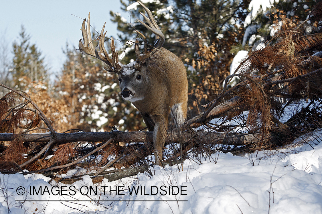 White-tailed buck in habitat.