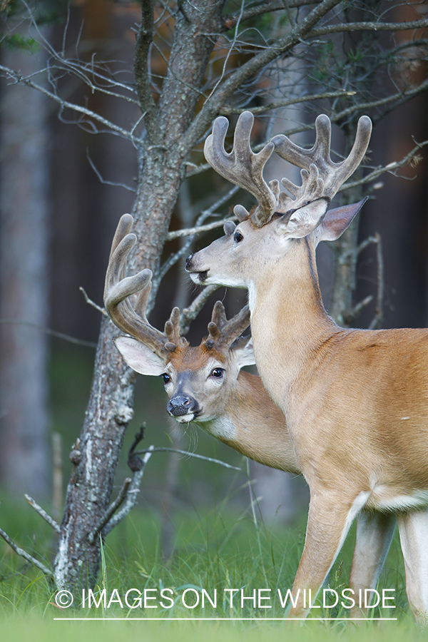 Whie-tailed deer apple creek