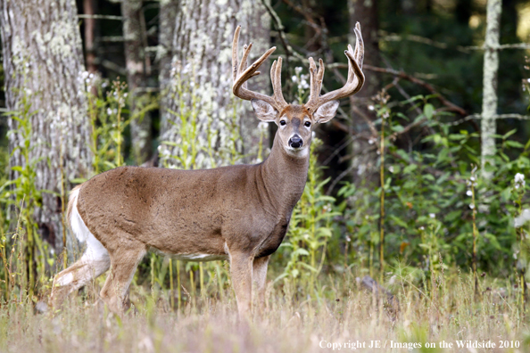 White-tailed buck in habitat in the velvet