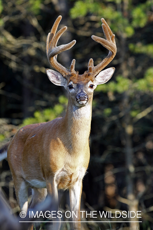 White-tailed buck in velvet 