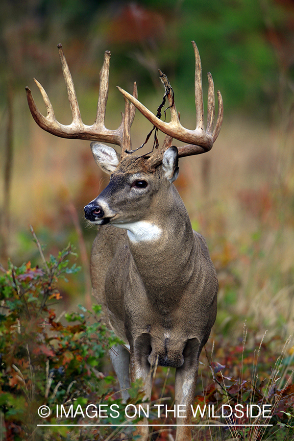 White-tailed buck in habitat. *