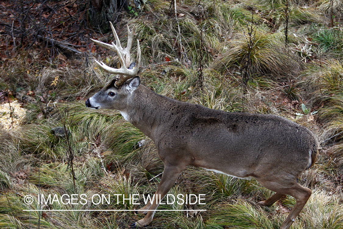 White-tailed buck in habitat. *