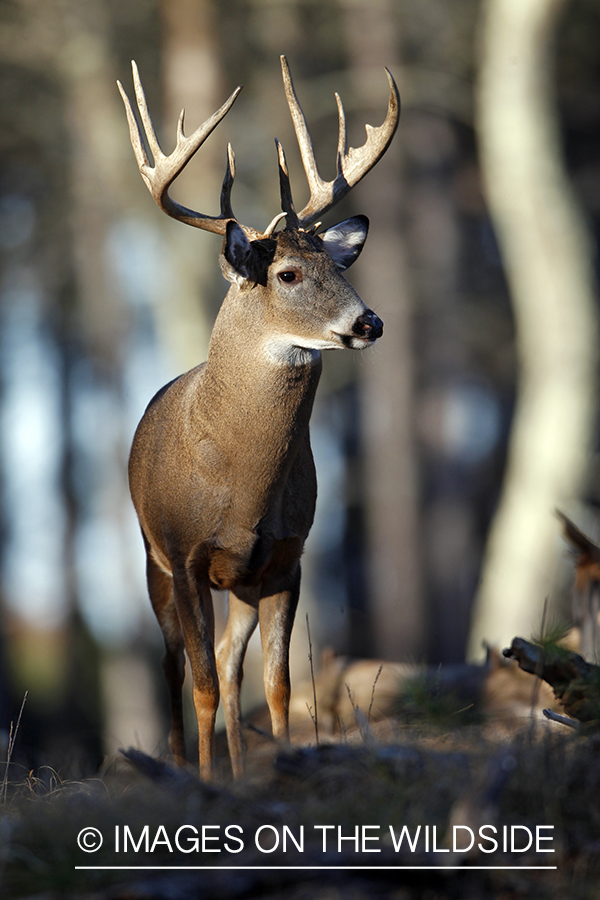 White-tailed buck in habitat. *