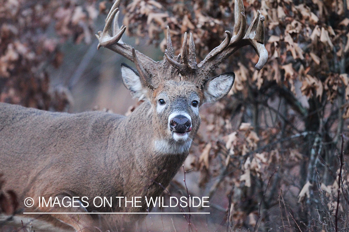 White-tailed buck in habitat. 